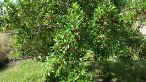 Street Blowjobs: Latina Mila Treasure blowjob cum