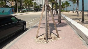 MILFHunter: Nailing with Tommy as well as bald Stepphanie